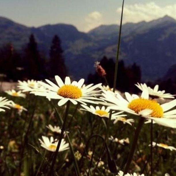Fewo In Tiefenberg/ Allgaeu Ofterschwang Eksteriør bilde